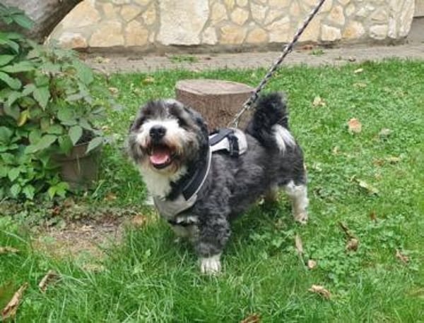 Leo, kleiner frecher Sturkopf