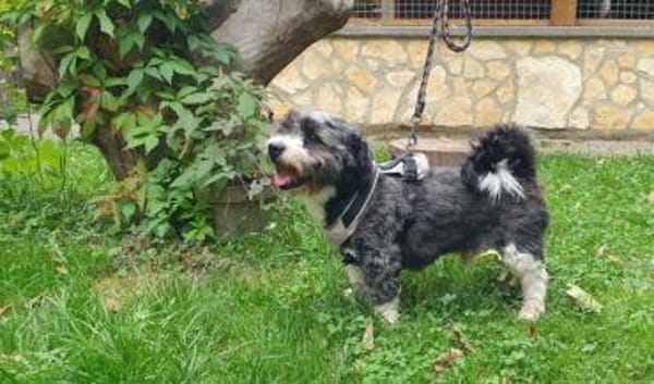 Leo, kleiner frecher Sturkopf