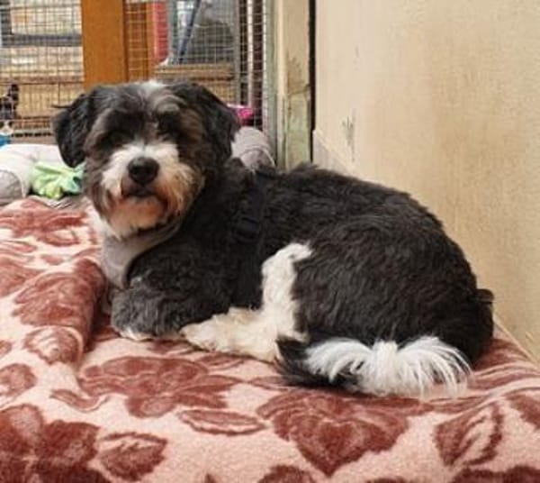 Leo, kleiner frecher Sturkopf