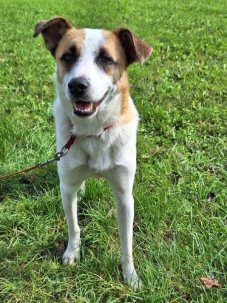 FITJE *  ein Herz auf vier Pfoten