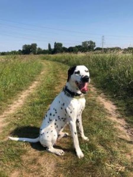 Limon sucht ein Zuhause