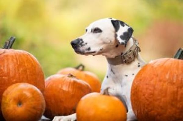 Limon sucht ein Zuhause