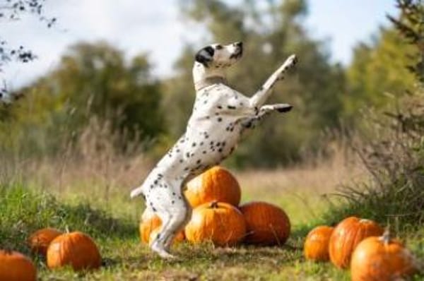 Limon sucht ein Zuhause