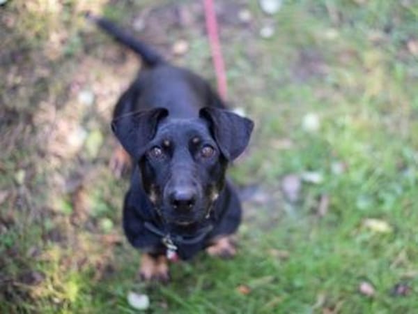 Larina, kl. Hündin mit großem Herzen