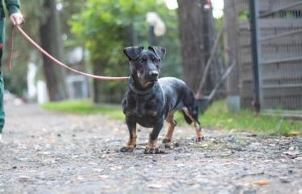 Larina, kl. Hündin mit großem Herzen