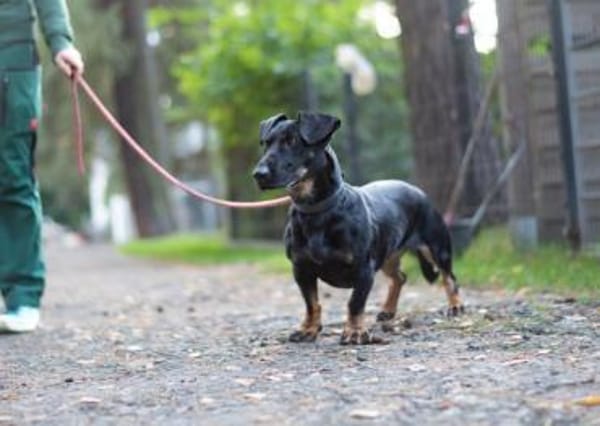 Larina, kl. Hündin mit großem Herzen