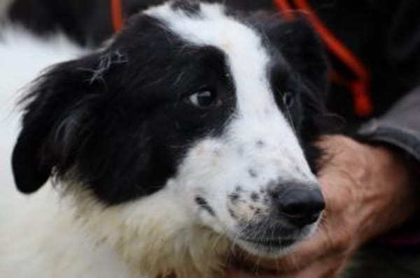 Pingu - hübscher Wuschelrüde