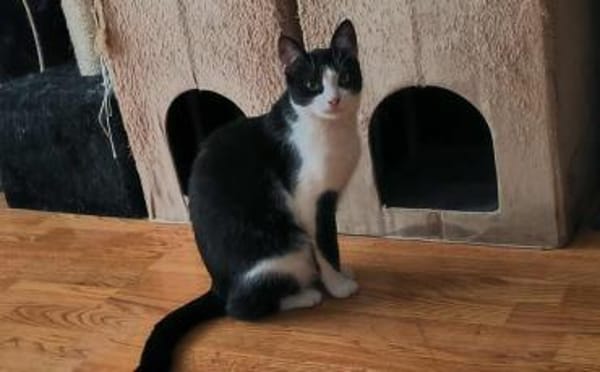 Zuckersüßer Kater Grisu  Stark trotz Ep