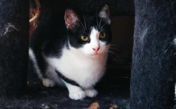 Zuckersüßer Kater Grisu  Stark trotz Ep