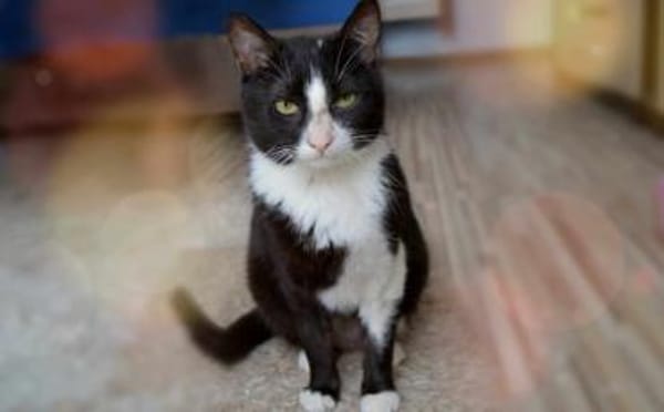 Zuckersüßer Kater Grisu  Stark trotz Ep