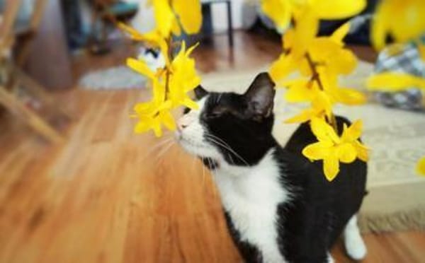 Zuckersüßer Kater Grisu  Stark trotz Ep