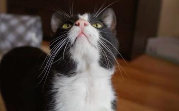 Zuckersüßer Kater Grisu  Stark trotz Ep