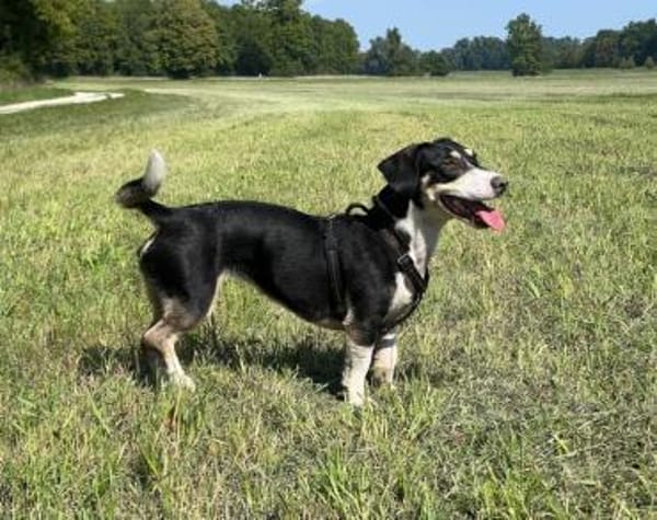 Blueberry sucht ihre Traumfrau