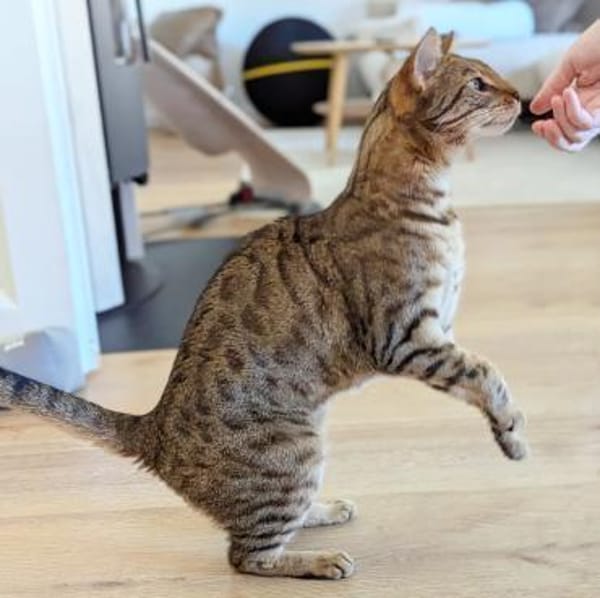 RIO sucht sein Glück