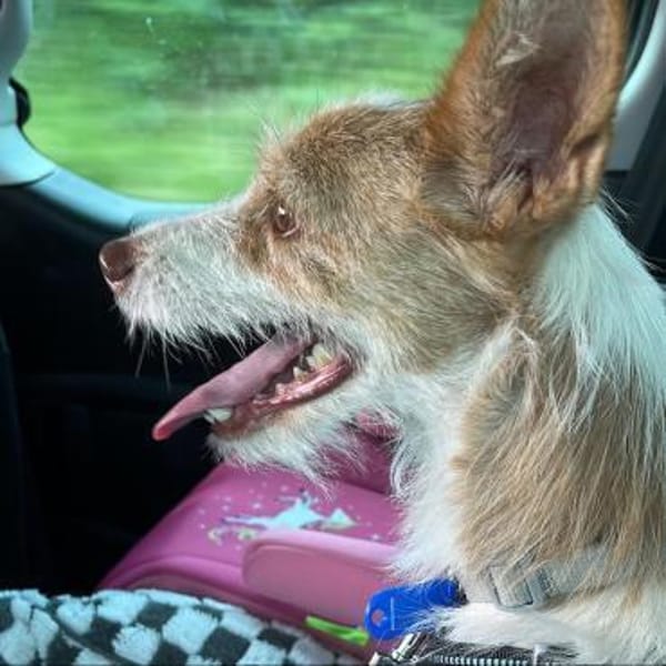 Guinda sucht ihre Herzensmenschen