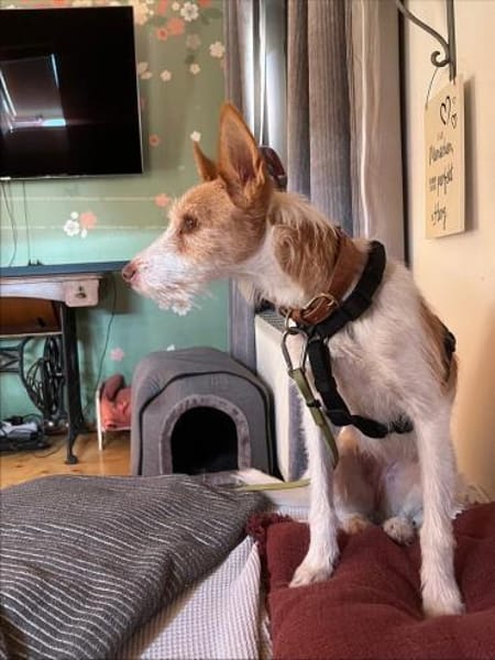 Guinda sucht ihre Herzensmenschen