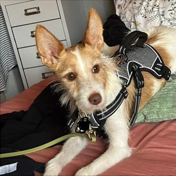 Guinda sucht ihre Herzensmenschen