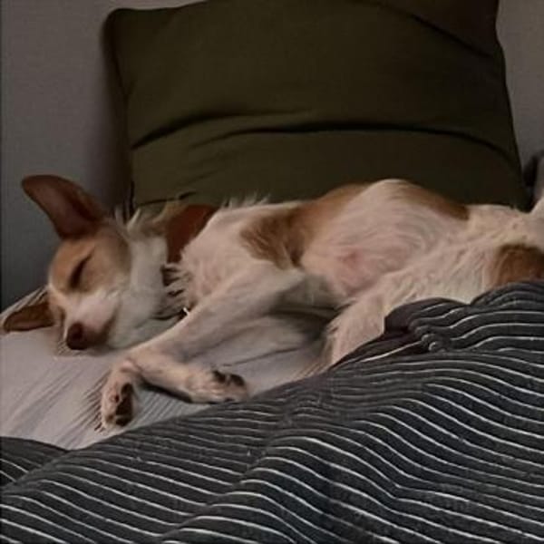 Guinda sucht ihre Herzensmenschen