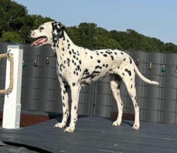 Bella sucht ein Zuhause