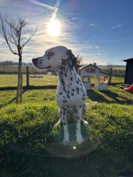 Bella sucht ein Zuhause