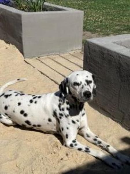 Bella sucht ein Zuhause