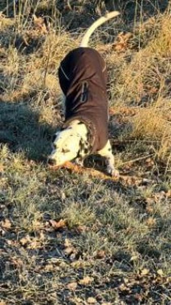 Bella sucht ein Zuhause