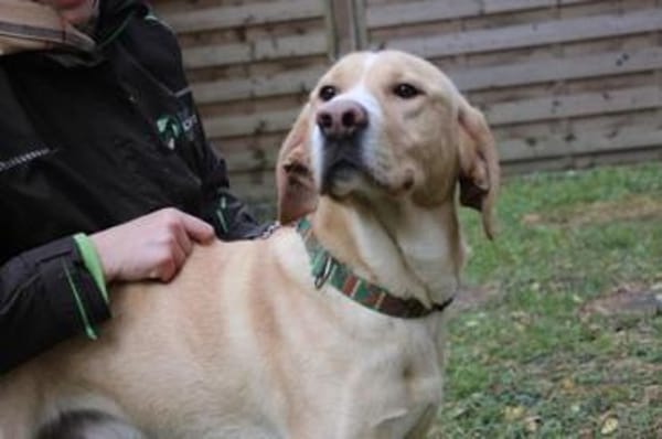 Yoko su.geduldige  Besitzer