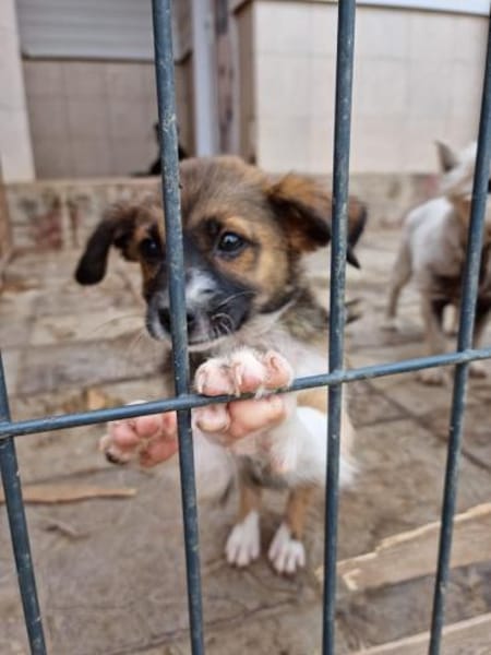 Pflegestellen gesucht