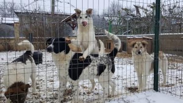 Pflegestellen gesucht