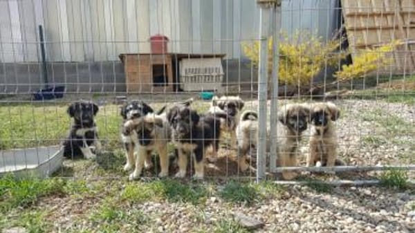 Pflegestellen gesucht