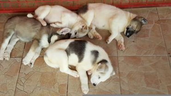 Pflegestellen gesucht