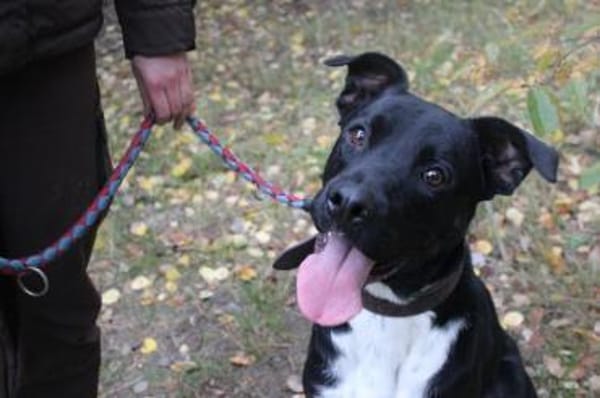 Moppi Mogli ein Energiebündel