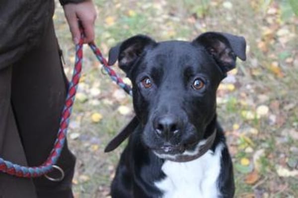 Moppi Mogli ein Energiebündel