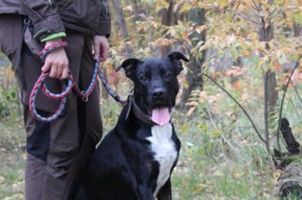 Moppi Mogli ein Energiebündel