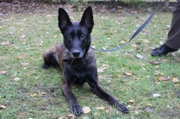 Makeba, sucht ruhiges erfahrenes Zuhause