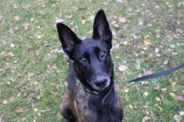 Makeba, sucht ruhiges erfahrenes Zuhause