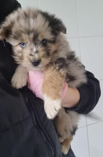 Tayo sucht seine Menschen