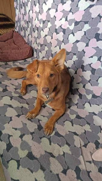 Zarte Kathi sucht liebevolles Zuhause