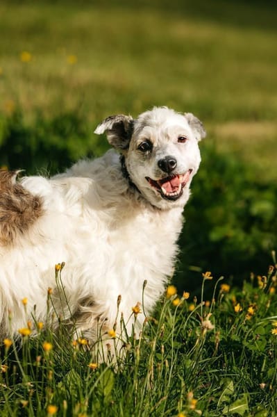 Seelenhündin Nancy sucht ihre Menschen