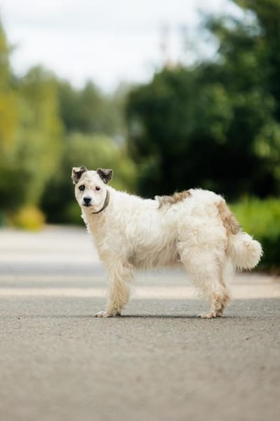 Seelenhündin Nancy sucht ihre Menschen