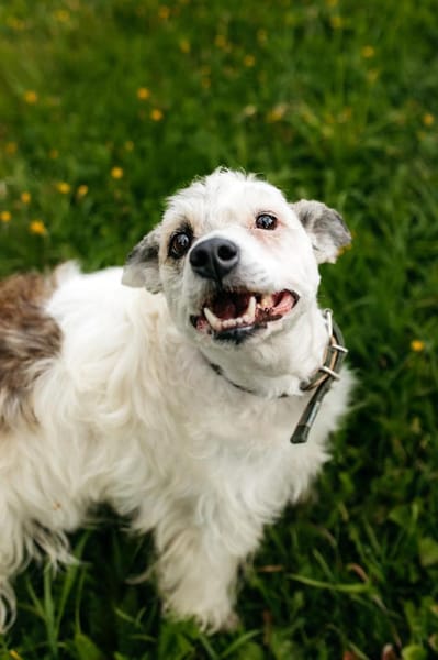 Seelenhündin Nancy sucht ihre Menschen