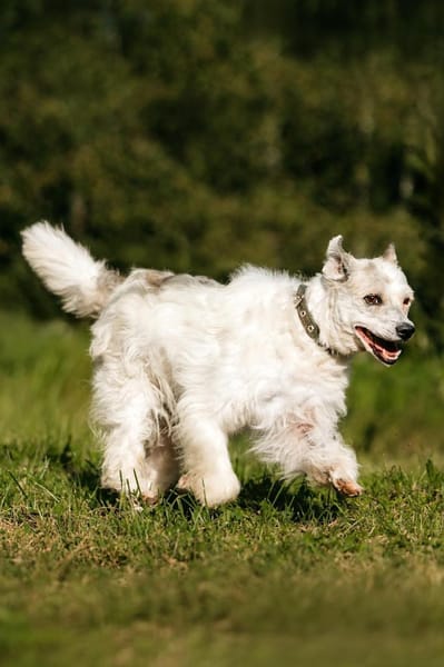 Seelenhündin Nancy sucht ihre Menschen