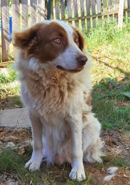 Pasquale sucht warmes Körbchen!