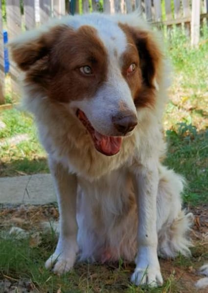 Pasquale sucht warmes Körbchen!