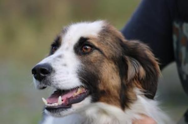 Tamas - unkomplizierter Jungrüde