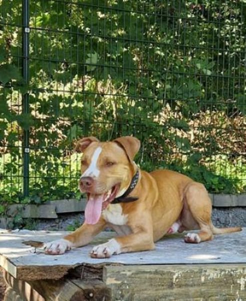 Cody, liebevoller Staff