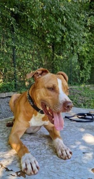 Cody, liebevoller Staff