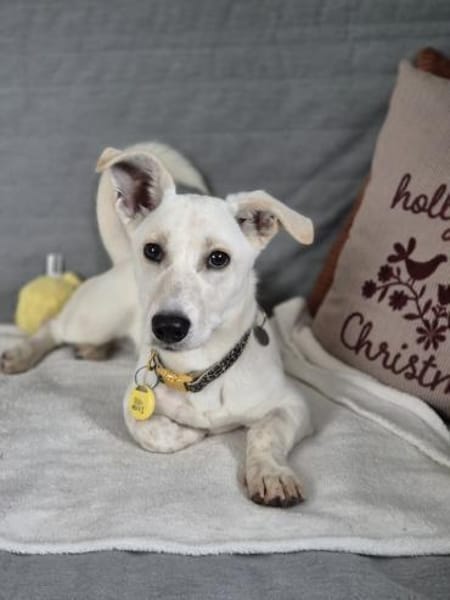 Bob, zurückhaltender Herzensbrecher, 8M