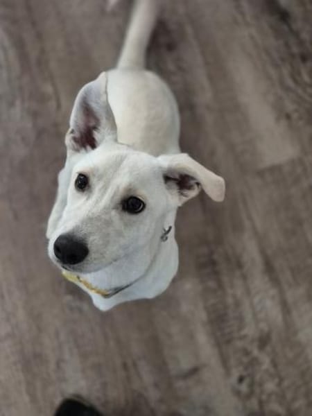 Bob, zurückhaltender Herzensbrecher, 8M