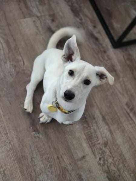 Bob, zurückhaltender Herzensbrecher, 8M